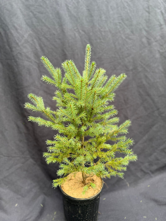 Blue Spruce Sapling
