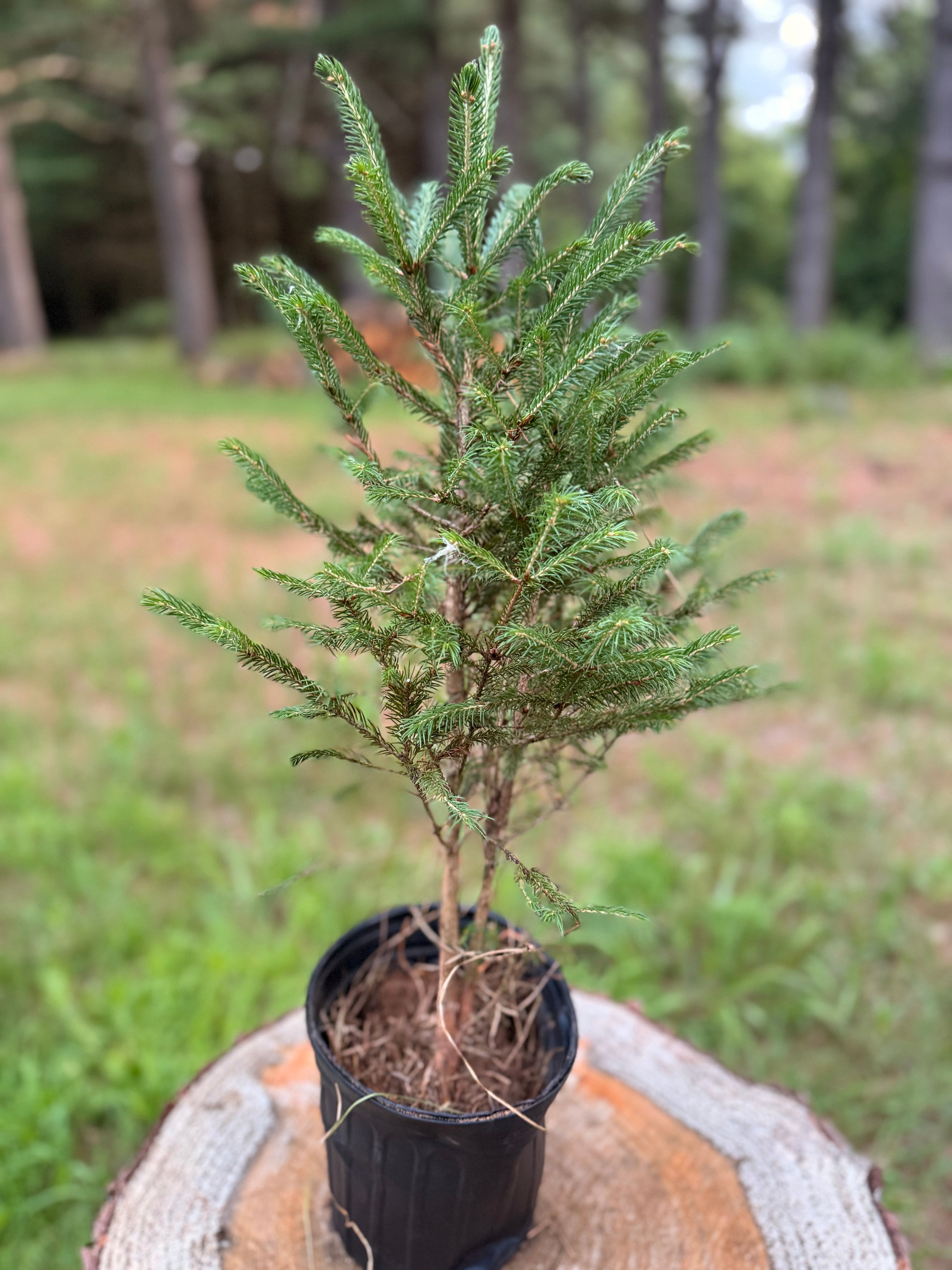Blue Spruce Sapling – Weezy’s Trees LLC