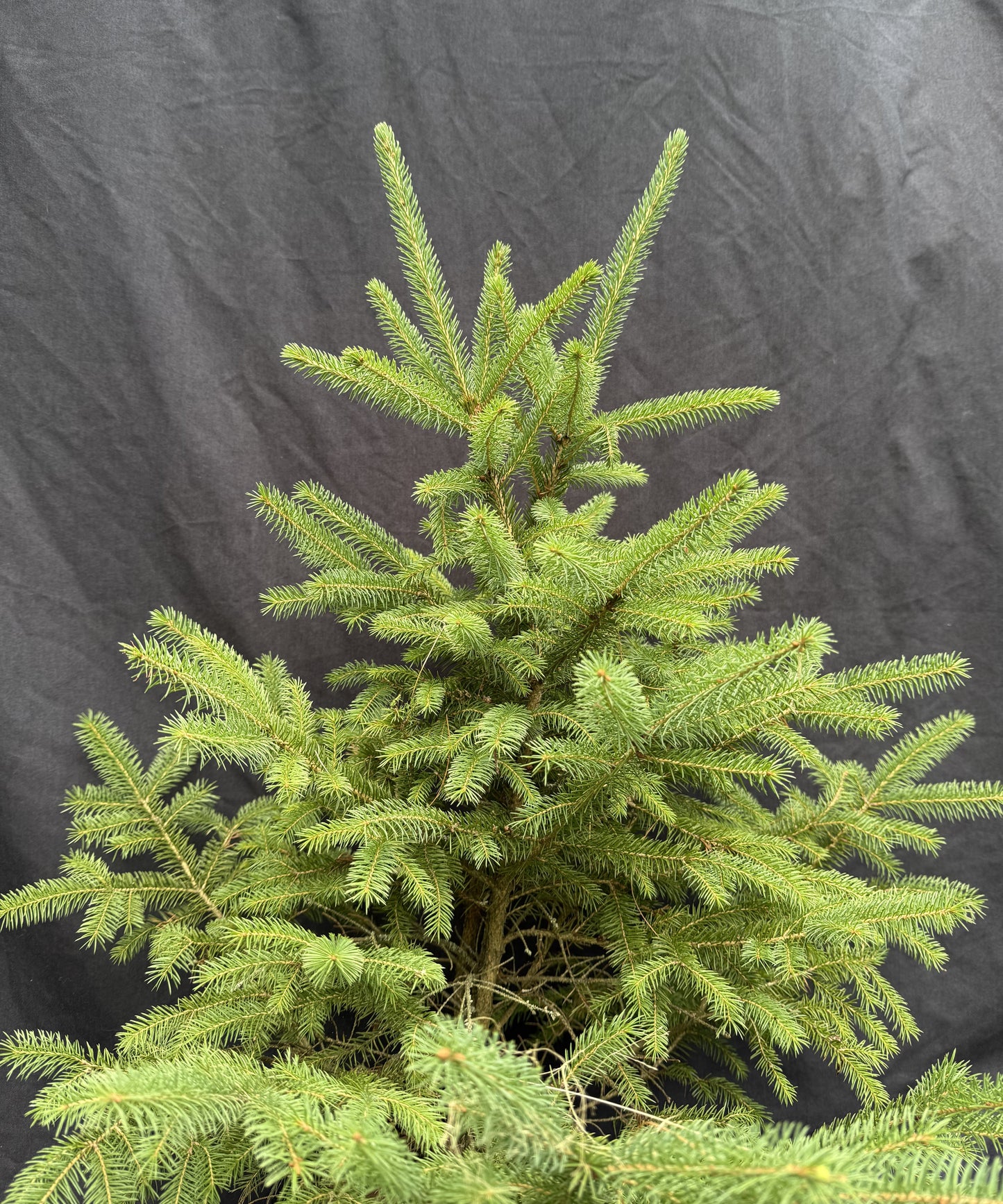 Blue Spruce Sapling