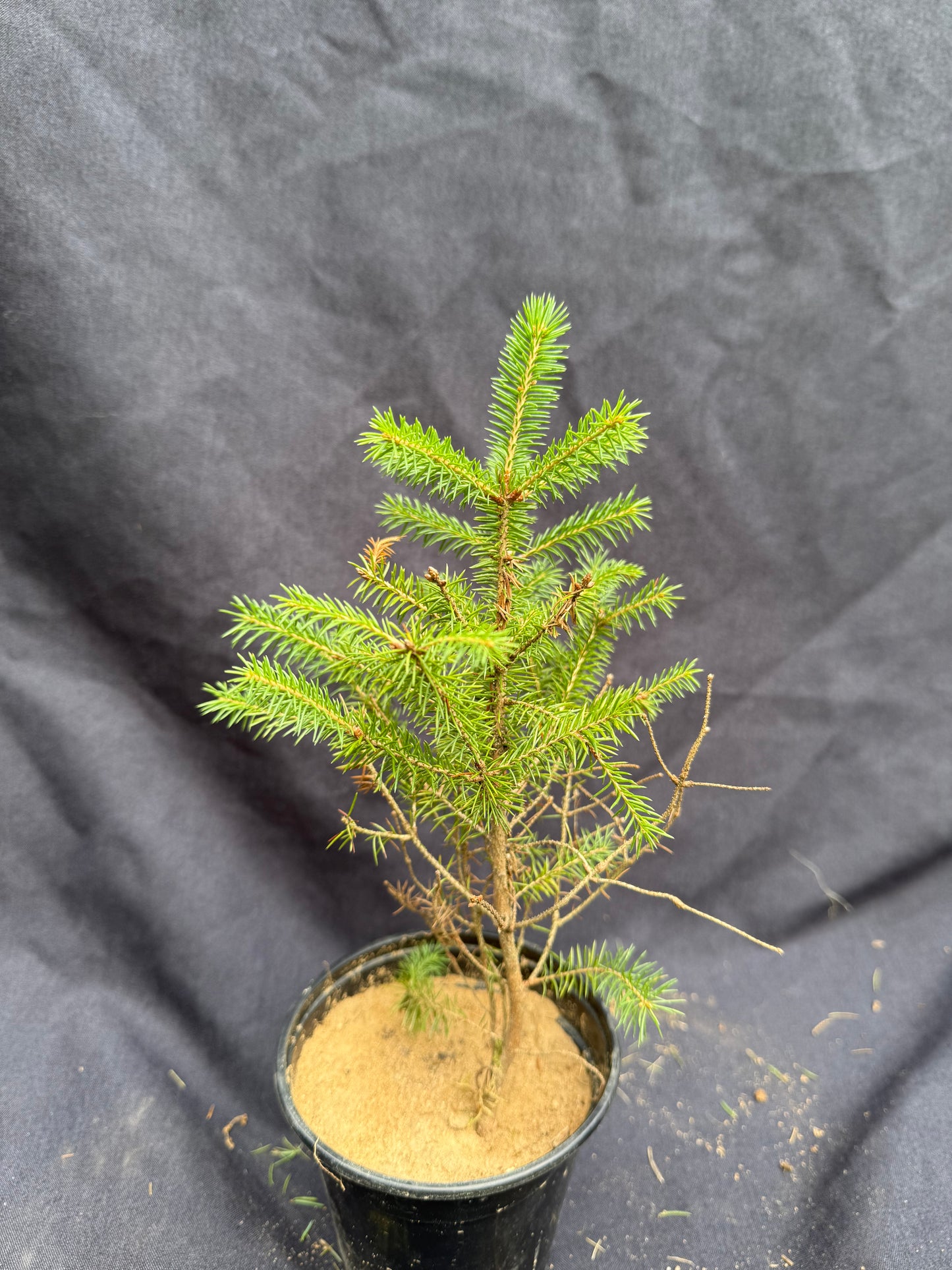 Blue Spruce Sapling